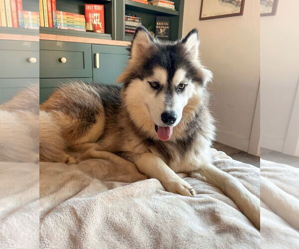 Medium Photo #8 Siberian Husky-Unknown Mix Puppy For Sale in Newport Beach, CA, USA