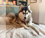 Small #7 Siberian Husky Mix