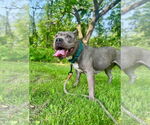 Small #2 American Staffordshire Terrier