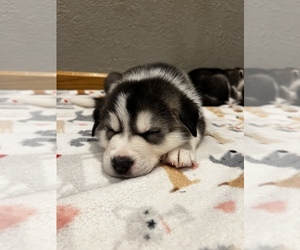 Medium Labrador Retriever-Sharberian Husky Mix