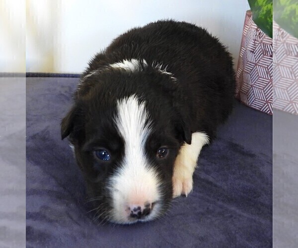 Medium Photo #6 Border Collie Puppy For Sale in CARLISLE, KY, USA