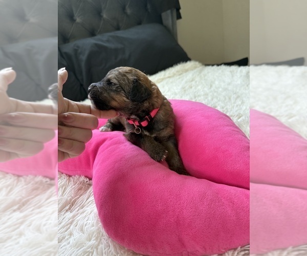 Medium Photo #144 Bernedoodle Puppy For Sale in BELMONT, NC, USA
