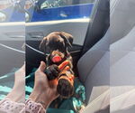 Small #6 Labrador Retriever Mix