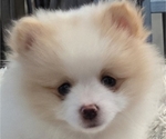 Puppy Roxy Pomeranian