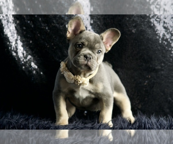 Medium Photo #6 French Bulldog Puppy For Sale in WARSAW, IN, USA