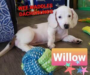 Dachshund Puppy for sale in WALLACE, CA, USA