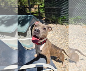 Mutt Dogs for adoption in Manahawkin, NJ, USA