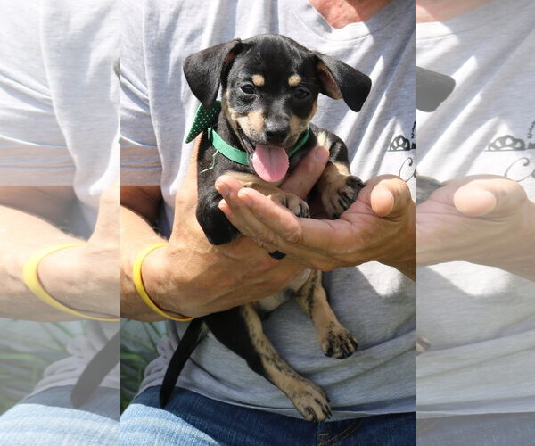 Medium Photo #1 Dachshund Puppy For Sale in Bandera, TX, USA