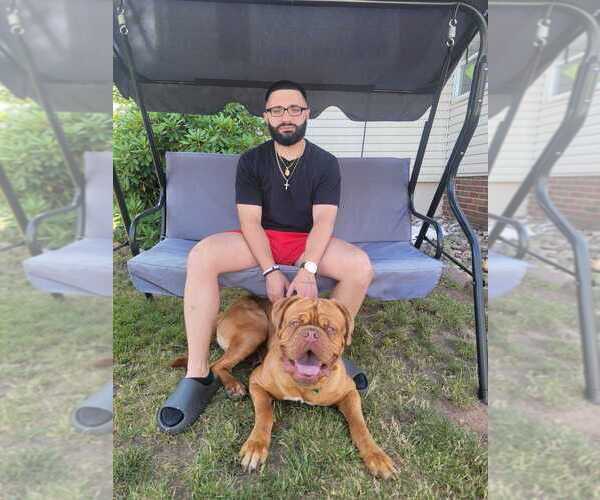 Medium Photo #1 Dogue de Bordeaux Puppy For Sale in ATTLEBORO, MA, USA
