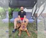 Small Photo #1 Dogue de Bordeaux Puppy For Sale in ATTLEBORO, MA, USA