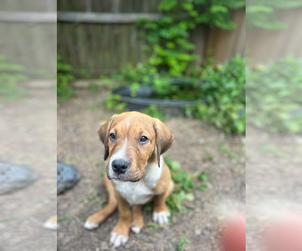 Medium Photo #2  Puppy For Sale in , 