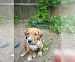 Labrottie Dogs for adoption in Kannapolis, NC, USA