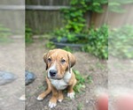 Small Photo #2  Puppy For Sale in , 