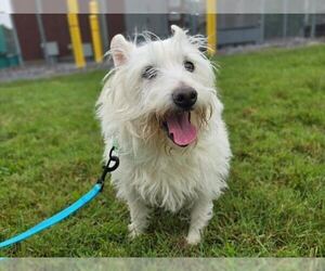 Mutt Dogs for adoption in Bethesda, MD, USA