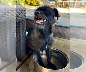 Mutt Dogs for adoption in Salt Lake City, UT, USA