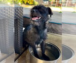 Lincoln - Male Mutt Dog for Adoption - Small photo