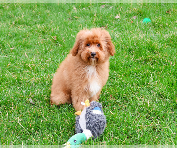 Medium Photo #5 Cavapoo (Miniature) Puppy For Sale in SYRACUSE, IN, USA