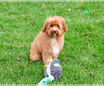 Small #4 Cavapoo (Miniature)