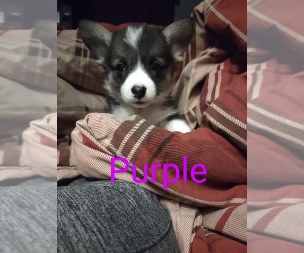 Medium Photo #2 Pembroke Welsh Corgi Puppy For Sale in CLEAR SPRING, MD, USA