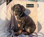 Small Photo #3 Doberman Pinscher Puppy For Sale in POMEROY, OH, USA