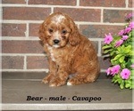 Small #2 Cavapoo