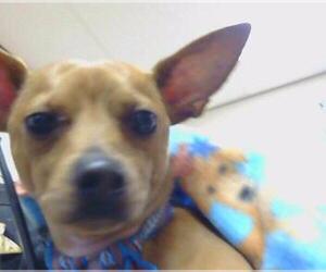 Chihuahua Dogs for adoption in Sacramento, CA, USA