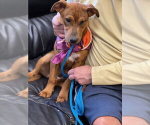 Labbe Dogs for adoption in Mt. Laurel, NJ, USA