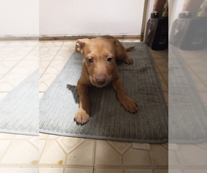 American Pit Bull Terrier-Golden Shepherd Mix Puppy for sale in JACKSONVILLE, FL, USA