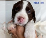 Small Photo #2 English Springer Spaniel Puppy For Sale in DILLSBURG, PA, USA