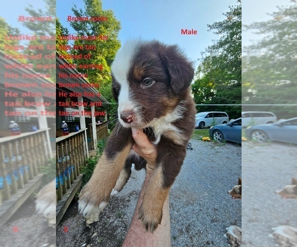 Medium Photo #1 Australian Shepherd Puppy For Sale in FLEMINGSBURG, KY, USA