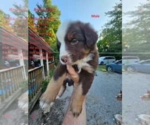 Medium Australian Shepherd