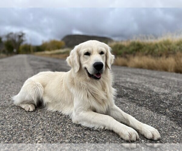 Medium Photo #1 English Cream Golden Retriever Puppy For Sale in DE BEQUE, CO, USA