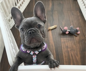 French Bulldog Puppy for Sale in LAND O LAKES, Florida USA