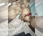 Small #27 Cock-A-Poo-Maltipoo Mix