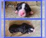 Small #1 Bernese Mountain Dog