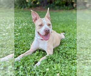 American Pit Bull Terrier-Unknown Mix Dogs for adoption in Spring Lake, NJ, USA