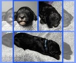 Puppy Ford Goldendoodle