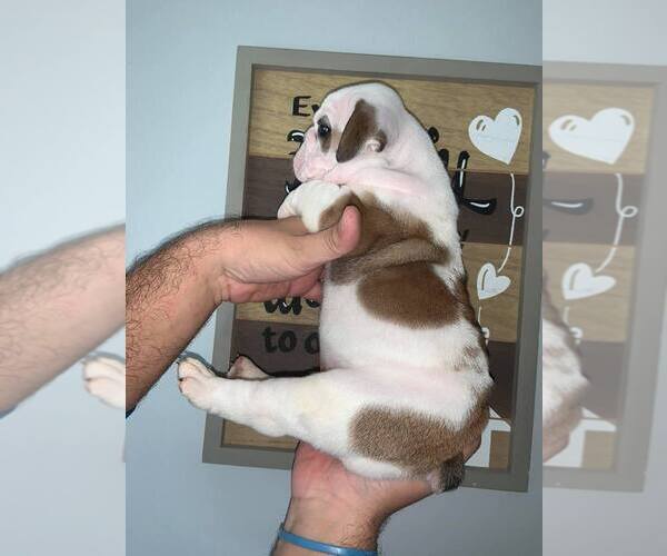 Medium Photo #4 Bulldog Puppy For Sale in MIAMI, FL, USA