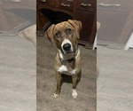 Small Bloodhound