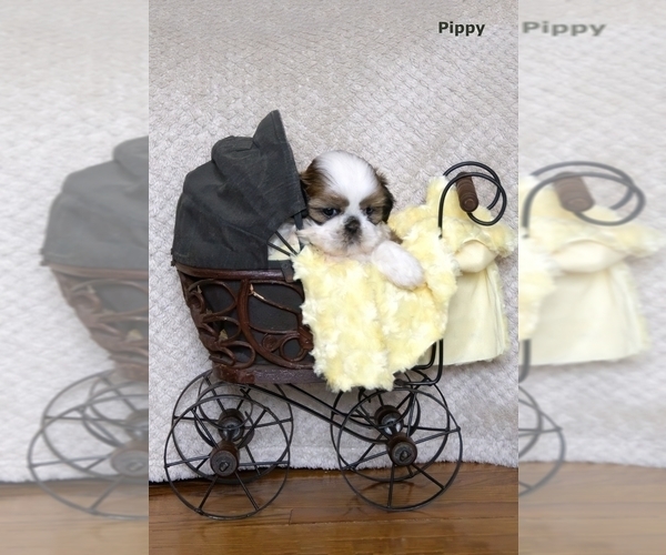 Medium Photo #25 Shih Tzu Puppy For Sale in CLARE, MI, USA