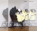 Small #24 Shih Tzu
