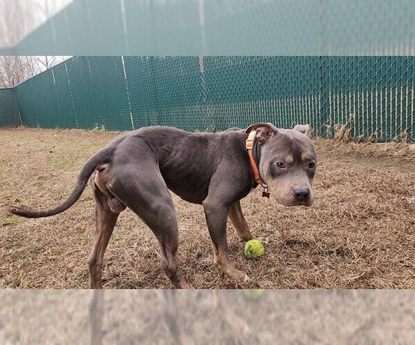 Medium Photo #1 Mutt Puppy For Sale in Springfield, MA, USA