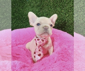 French Bulldog Puppy for sale in TULSA, OK, USA