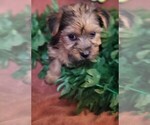 Puppy Munchkin Yorkshire Terrier