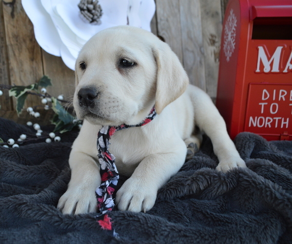 Medium Photo #6 Labrador Retriever Puppy For Sale in HONEY BROOK, PA, USA