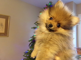 Pomeranian Puppy for sale in SPRING HILL, KS, USA