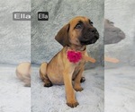 Small #4 Cane Corso