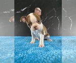 Small #9 Boston Terrier
