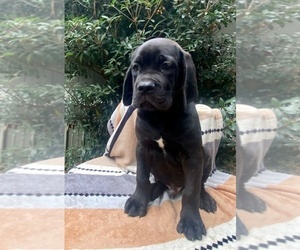 Cane Corso Puppy for sale in LAUREL, MS, USA