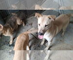 Small #4 Labrador Retriever Mix